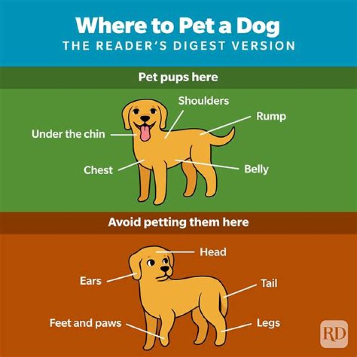 Discover The Irresistible Charm Of "I Wanna Pet That Dog"