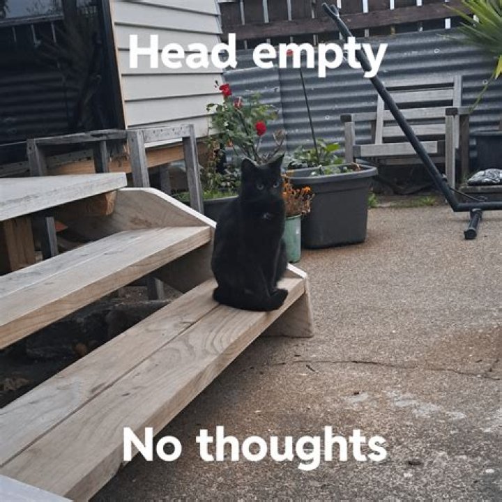 The Curious Case Of The "No Thoughts Head Empty Cat"