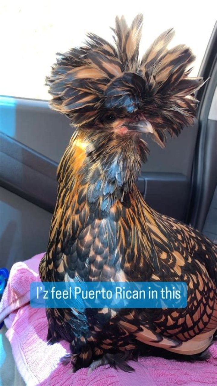Uncover The Untold Story Behind "I Feel Like A Spanish In This Hair Original"