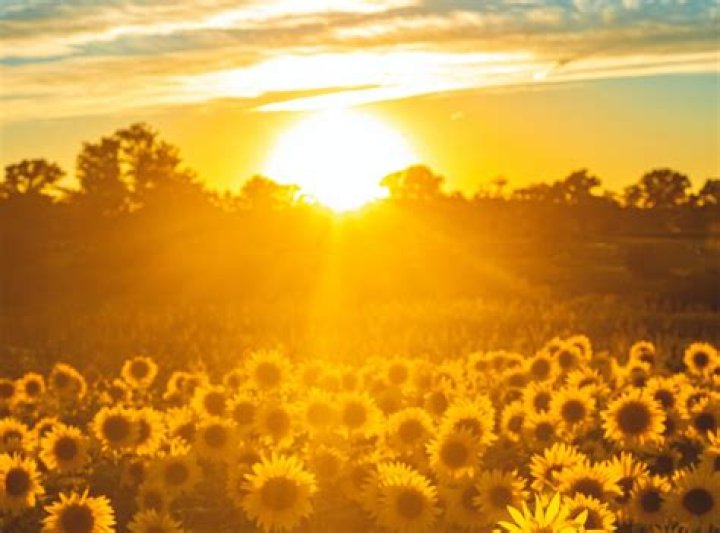 Unveiling The Power Of Sunshine: Discoveries And Insights