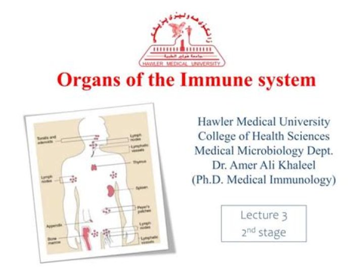 Unveiling The Secrets Of The Immune System