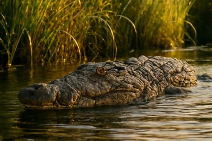 Unveiling The Secrets Of The Sarafina Crocodile: A Journey Of Discovery