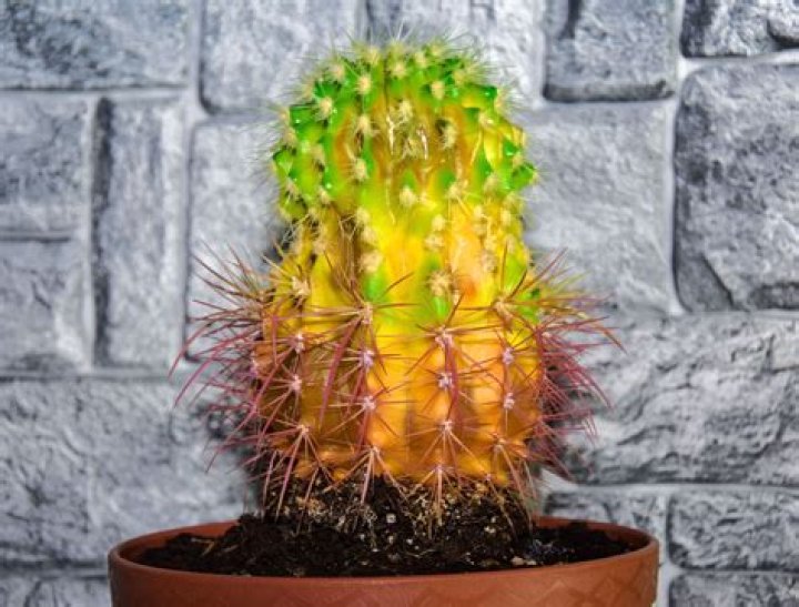 Why Your Cactus Is Turning Yellow